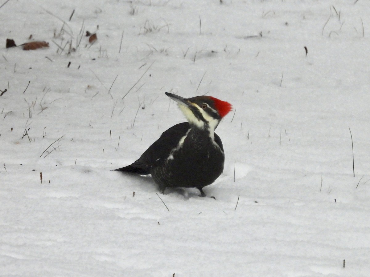 Pileated Woodpecker - ML646531422