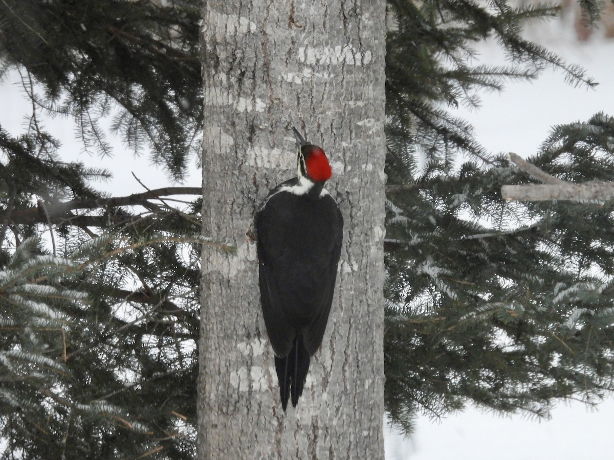 Pileated Woodpecker - ML646531424