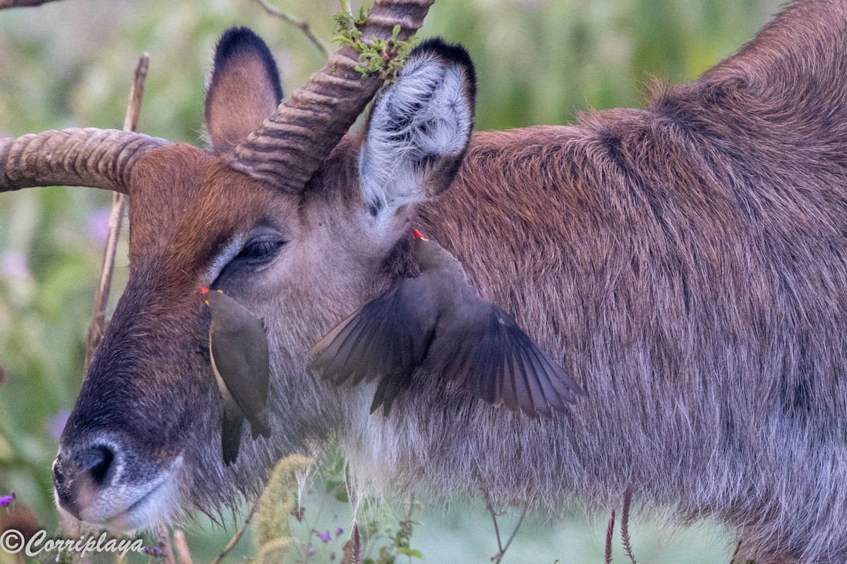 rødnebboksehakker - ML646531425