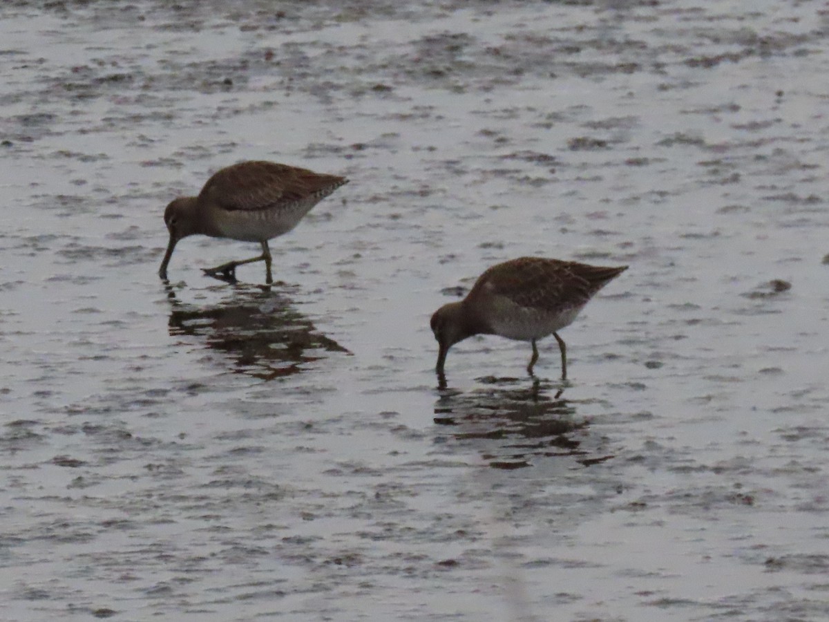 Long-billed Dowitcher - ML646531426