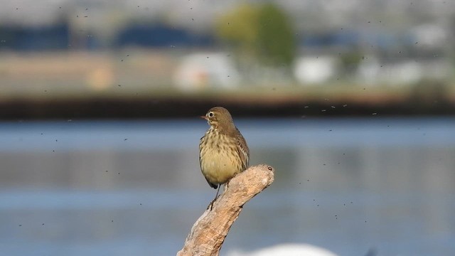 linduška tundrová - ML646531428