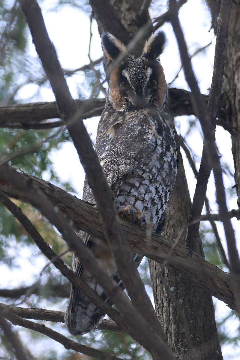 Waldohreule - ML646531429