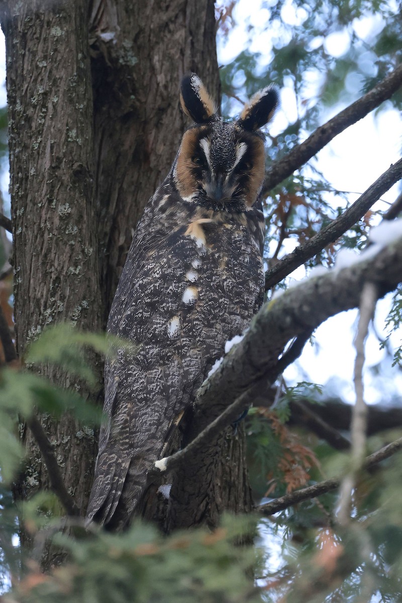 Waldohreule - ML646531430