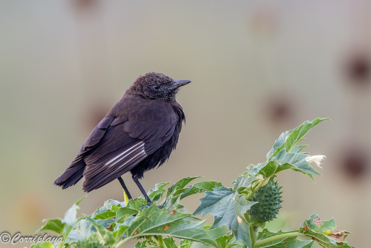 アリヒタキ - ML646531436