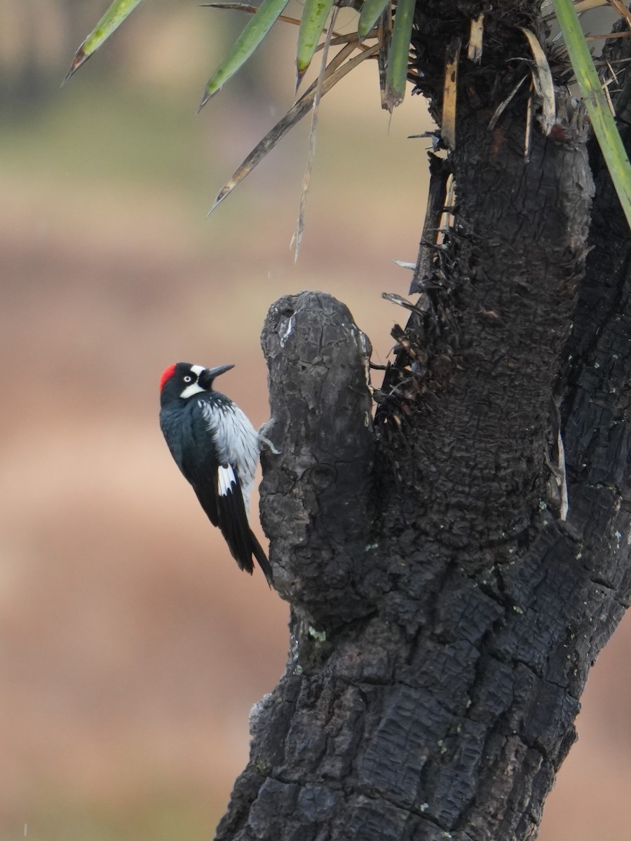 Acorn Woodpecker - ML646531437