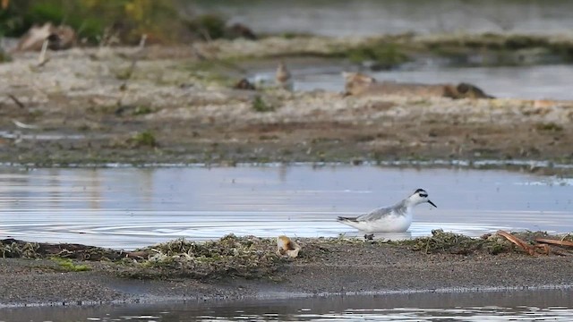 lyskonoh ploskozobý - ML646531438