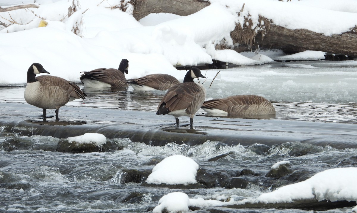Canada Goose - ML646531439