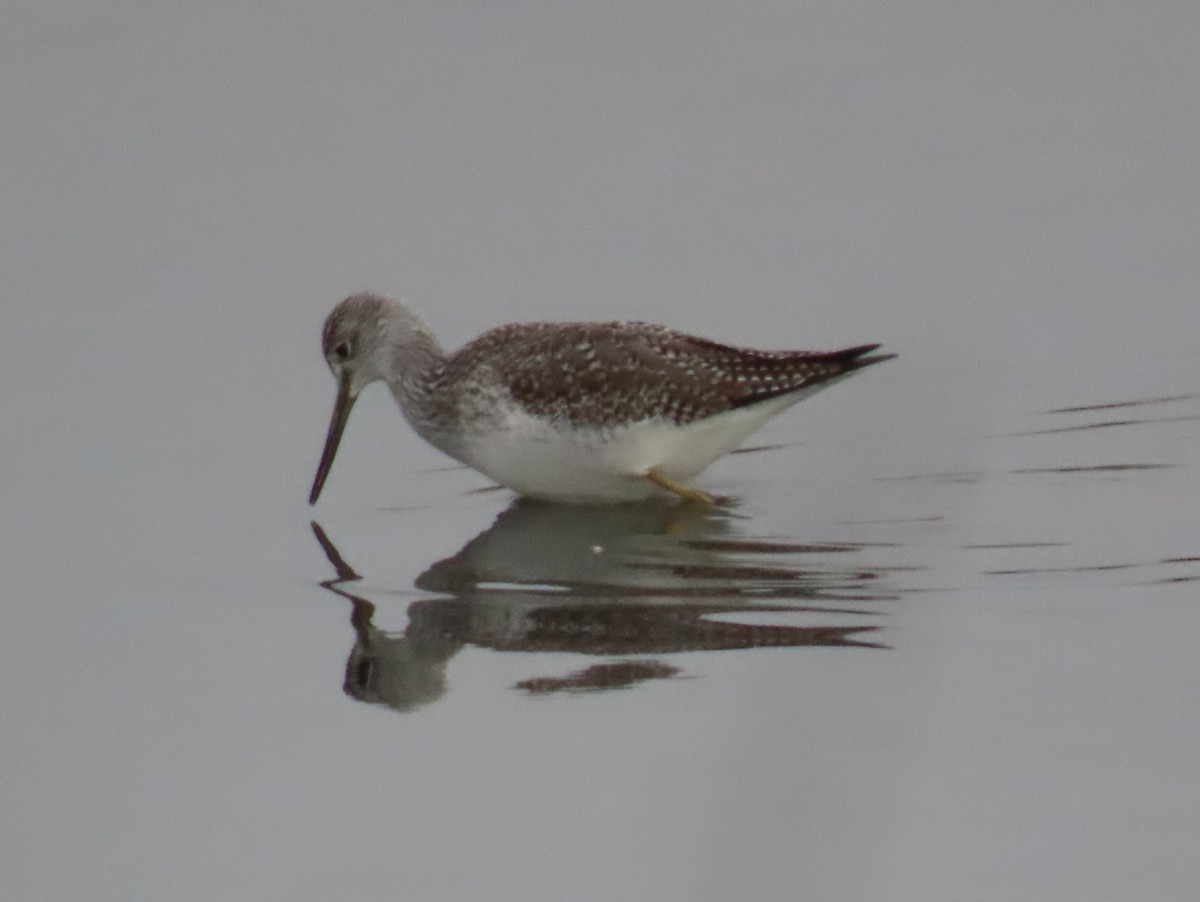Greater Yellowlegs - ML646531442