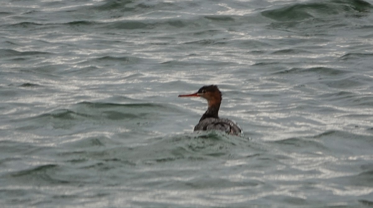 Red-breasted Merganser - ML646531443