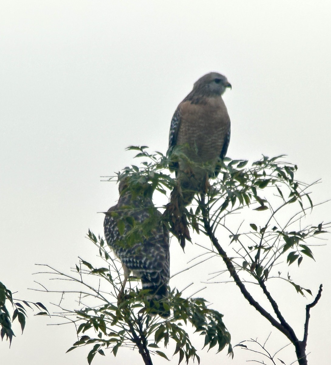 Красноплечий канюк - ML646531444