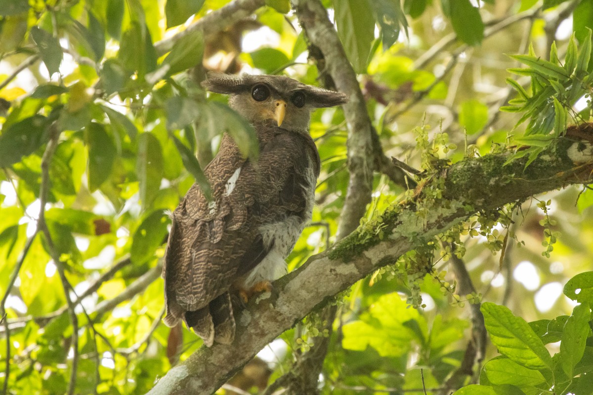 malayhubro - ML646531448