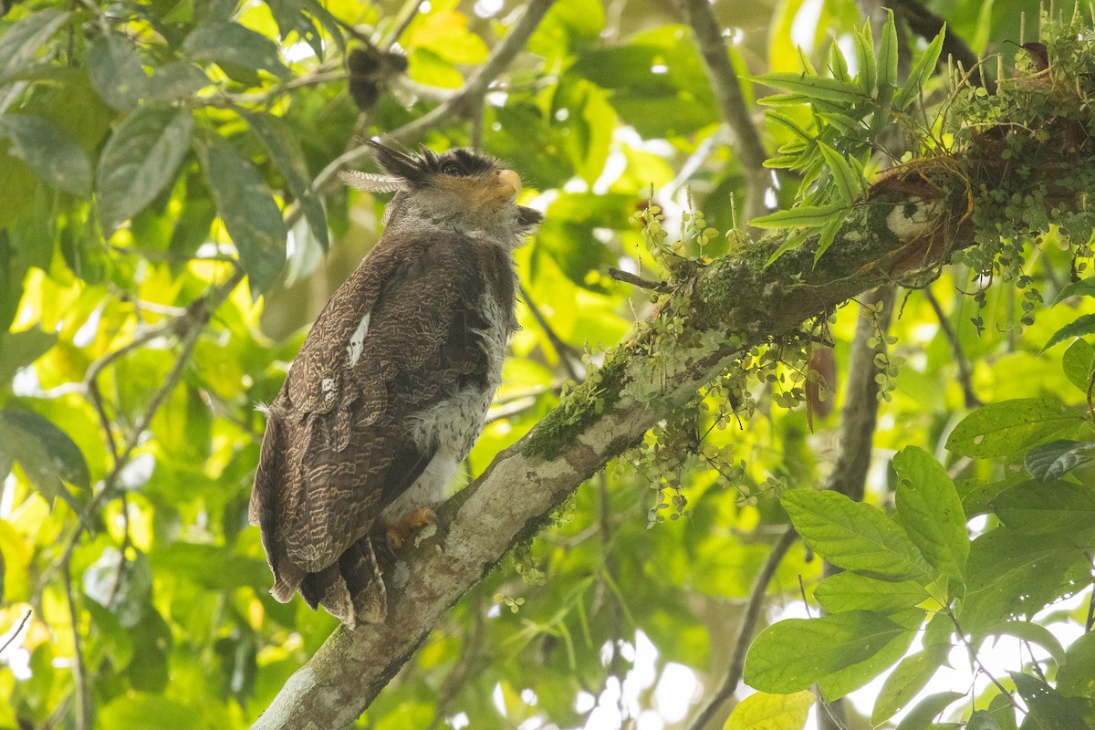 malayhubro - ML646531451