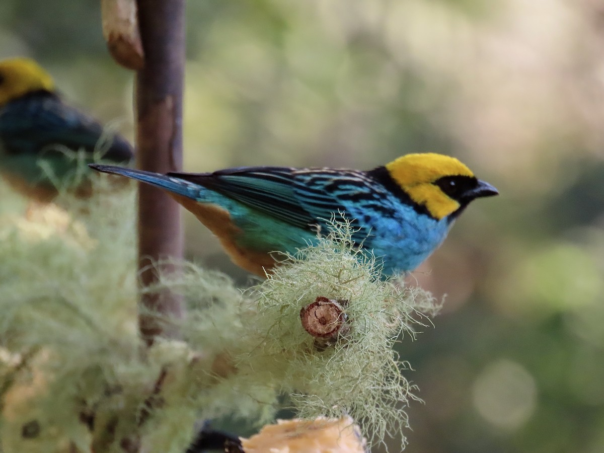Saffron-crowned Tanager - ML646531455