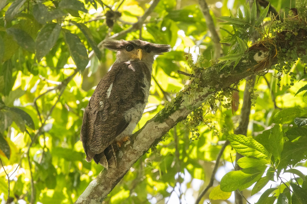 malayhubro - ML646531456