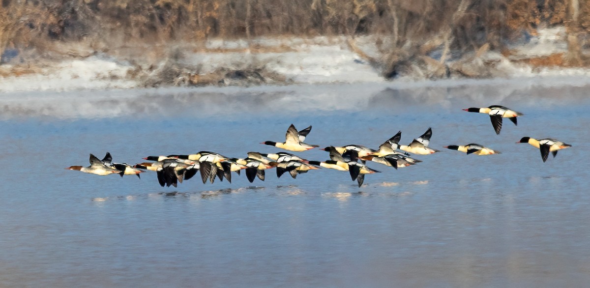 Büyük Tarakdiş - ML646531457