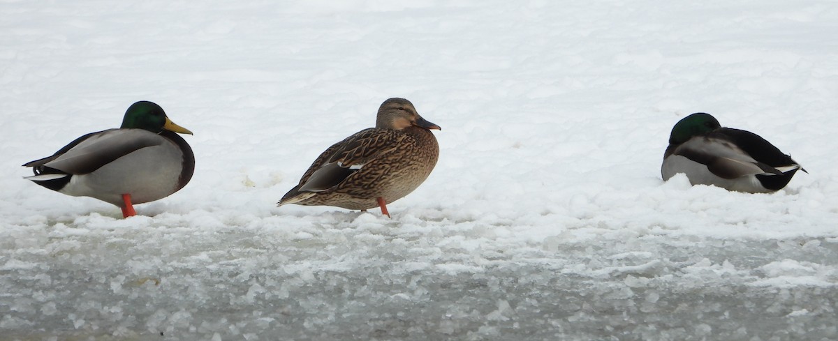 Mallard - ML646531459