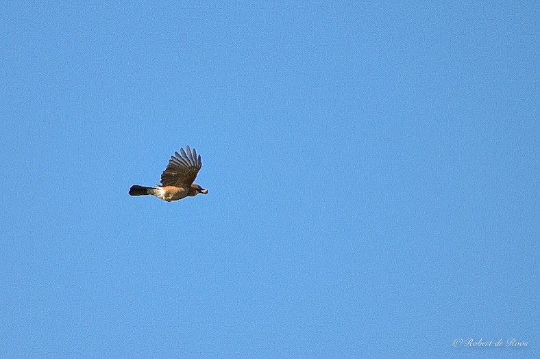 Ятга шаазгай - ML646531460