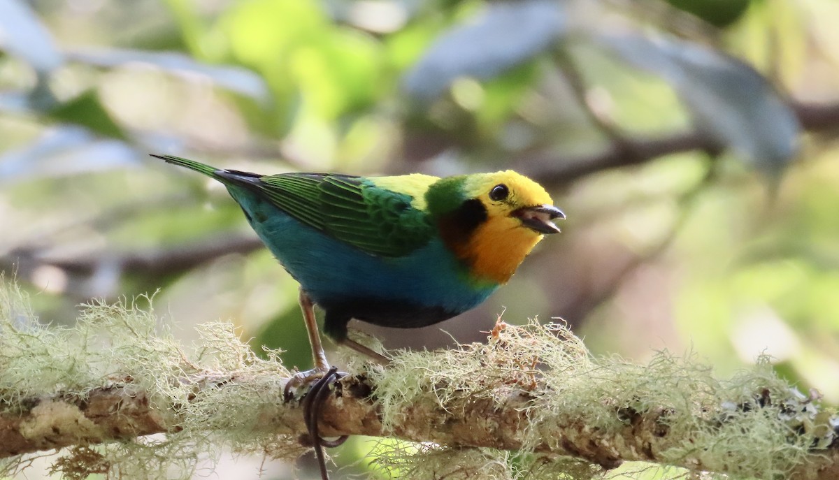 Multicolored Tanager - ML646531464