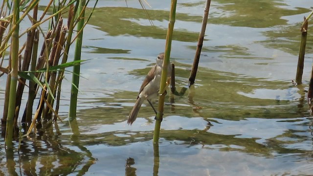 Lesser Swamp Warbler - ML646531465