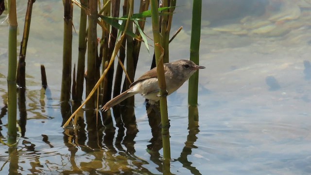 Lesser Swamp Warbler - ML646531466
