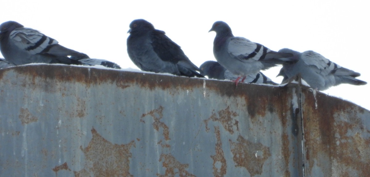 Rock Pigeon (Feral Pigeon) - ML646531467