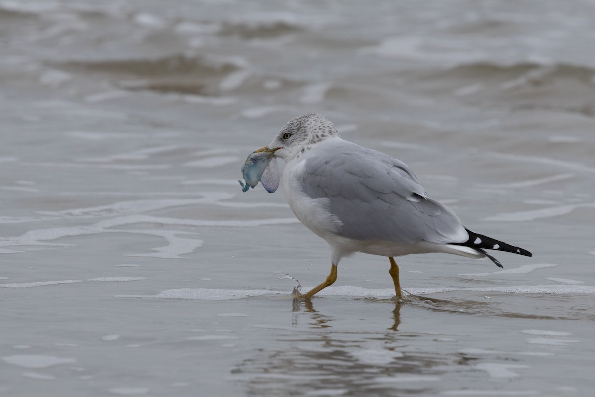 Gavina americana - ML646531468