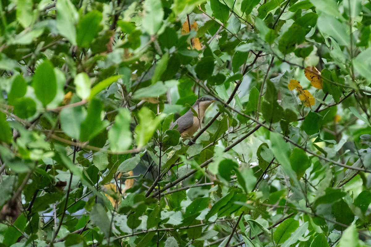 Mangrove Cuckoo - ML646531470