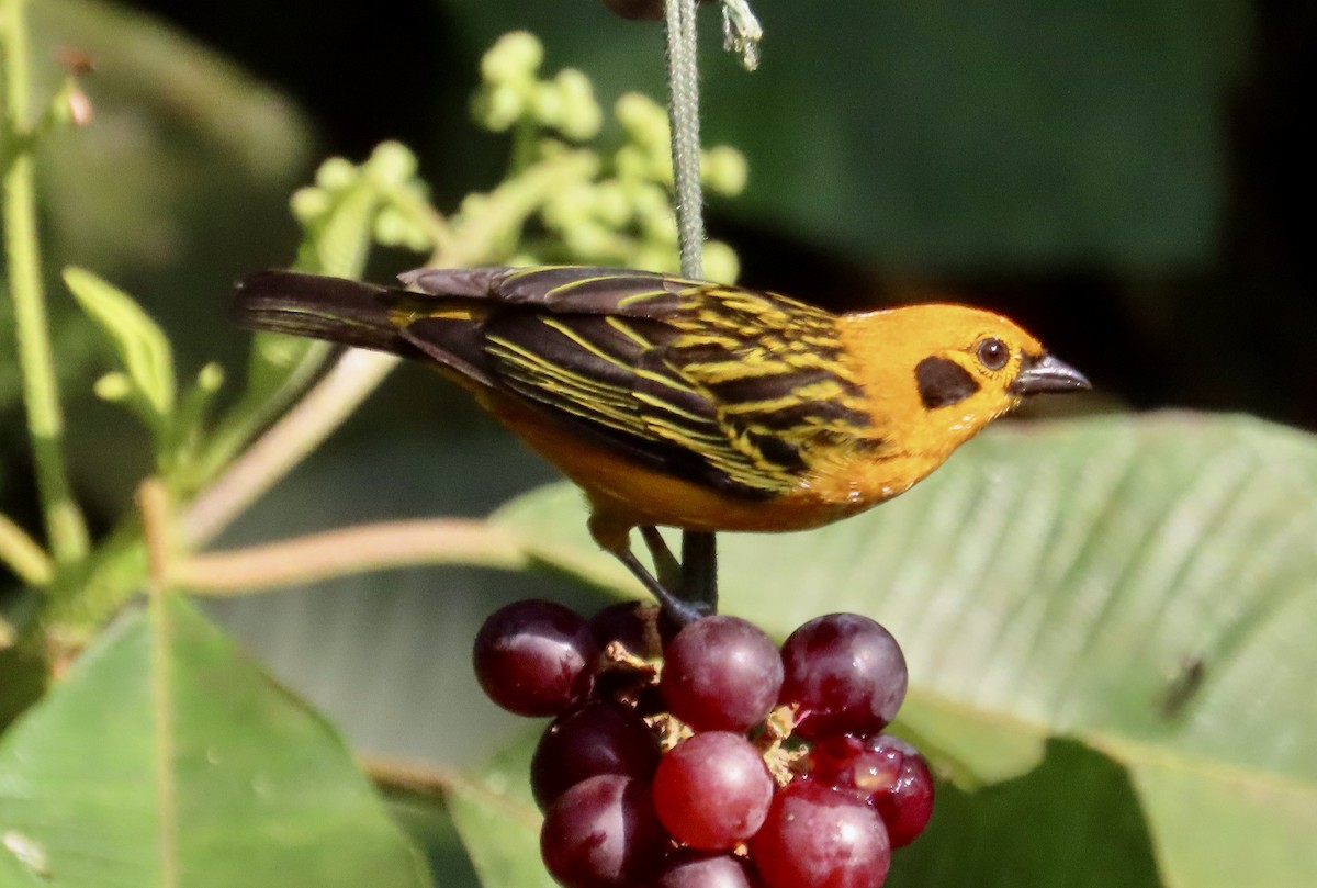 Golden Tanager - ML646531472