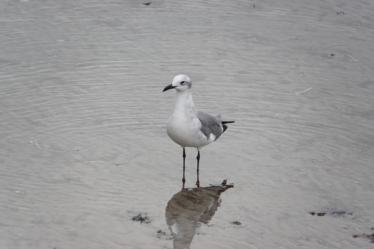 Laughing Gull - ML646531473