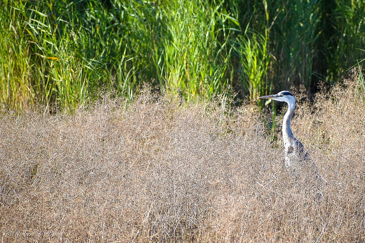 Хөх дэглий - ML646531474