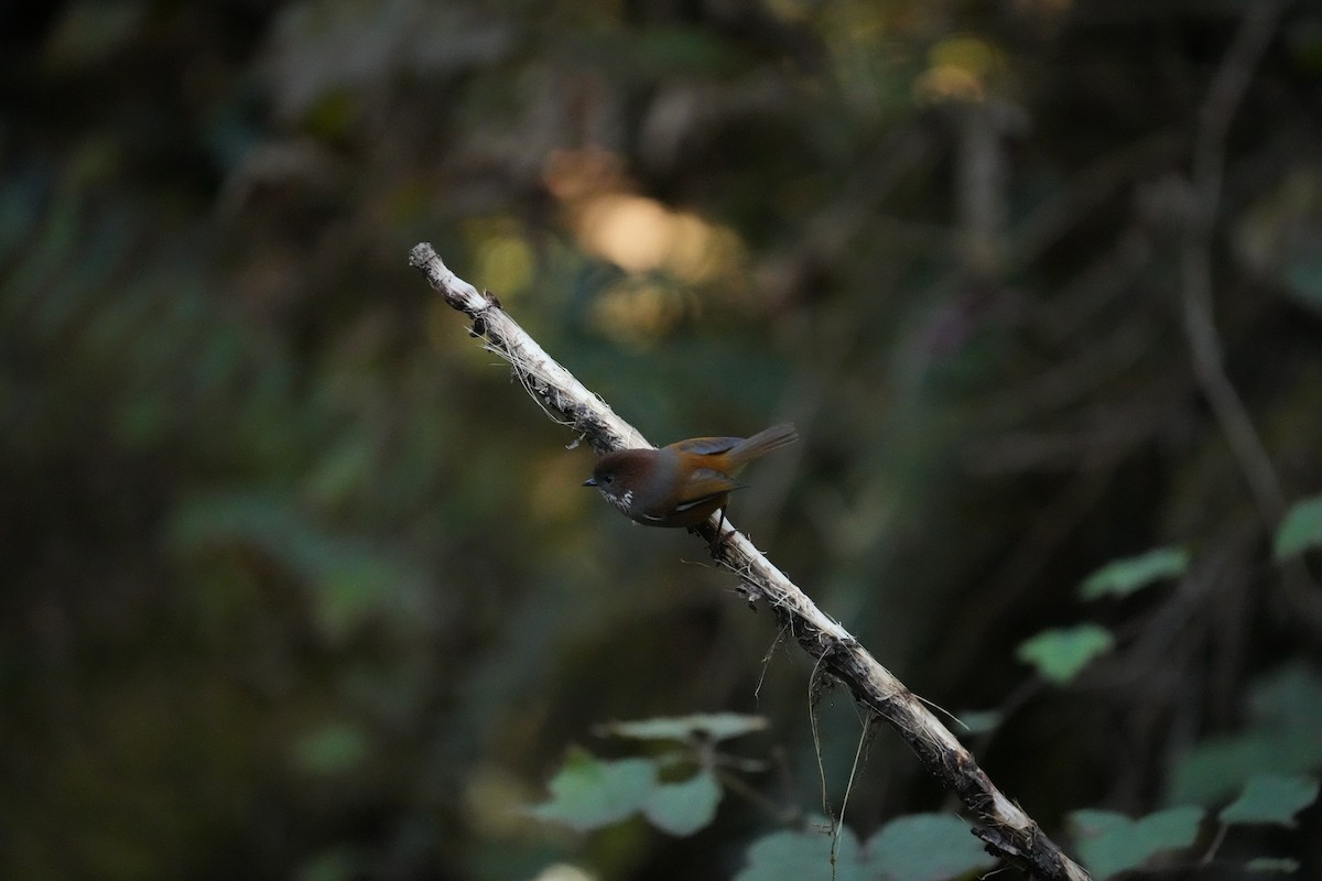 Brown-throated Fulvetta - ML646531477
