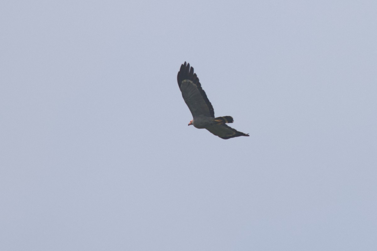 Африканский лунёвый ястреб - ML646531478