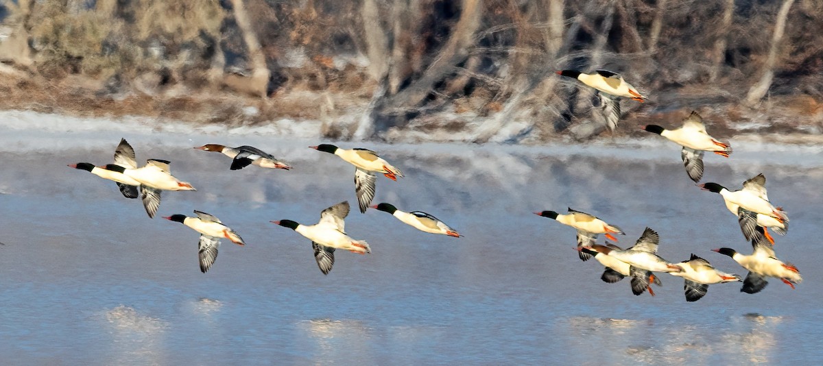 Büyük Tarakdiş - ML646531479