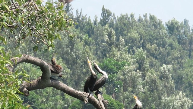 Great Cormorant - ML646531483