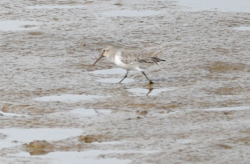 Correlimos Común - ML646531493