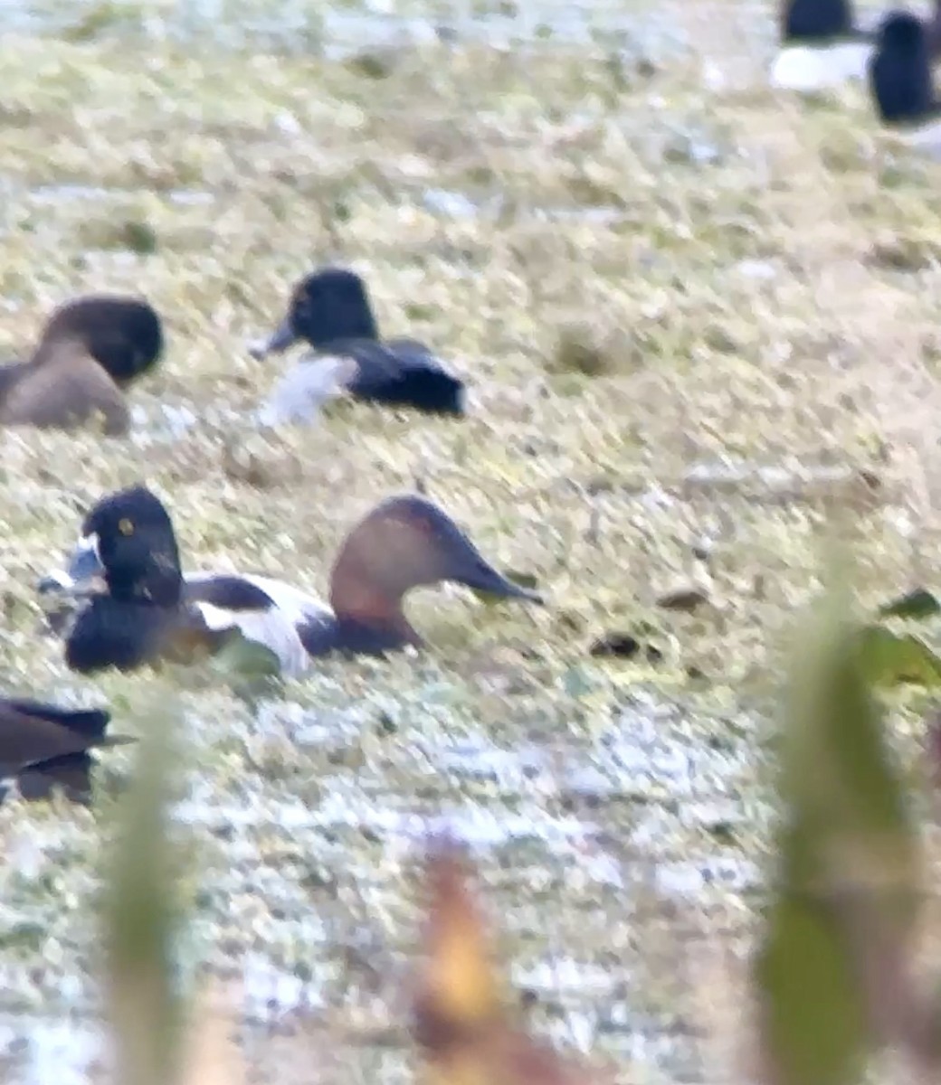 Парусиновый нырок - ML646531494