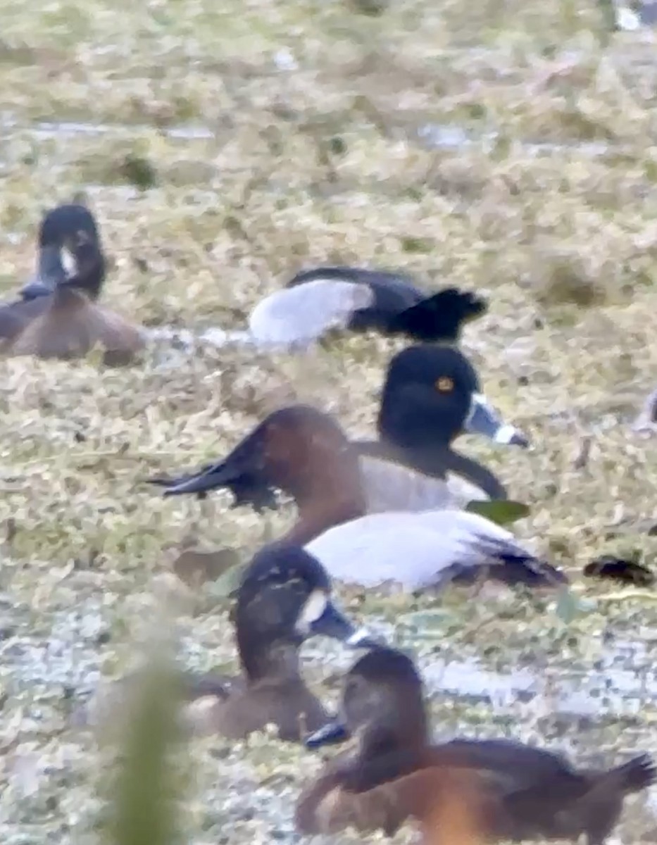 Парусиновый нырок - ML646531495