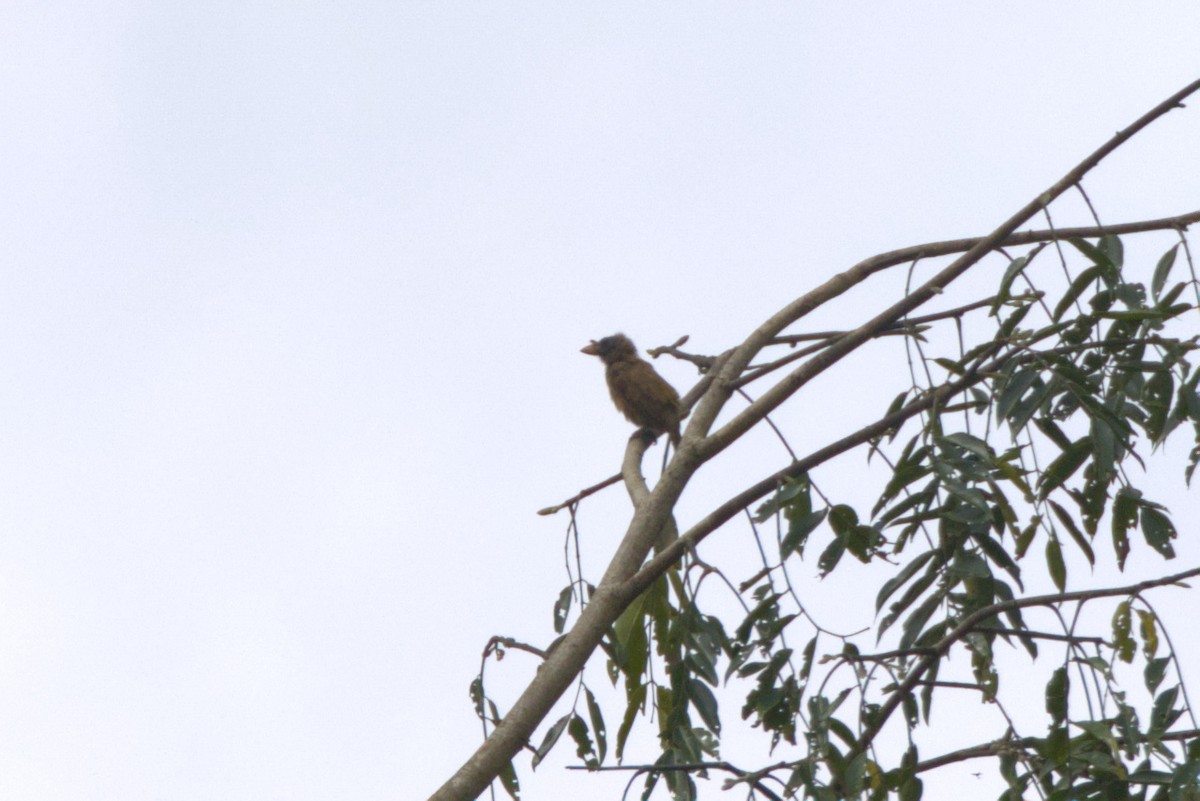 Щетинистая либия - ML646531496