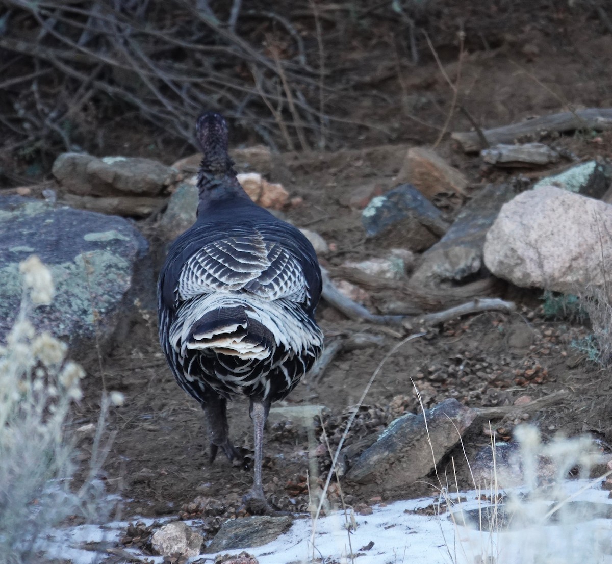 Індик великий - ML646531503