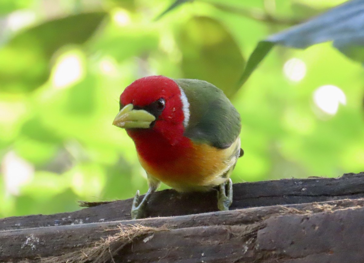 vousák andský - ML646531505