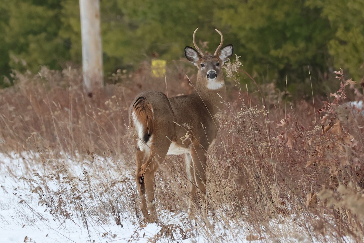 White-tailed Deer - ML646531508