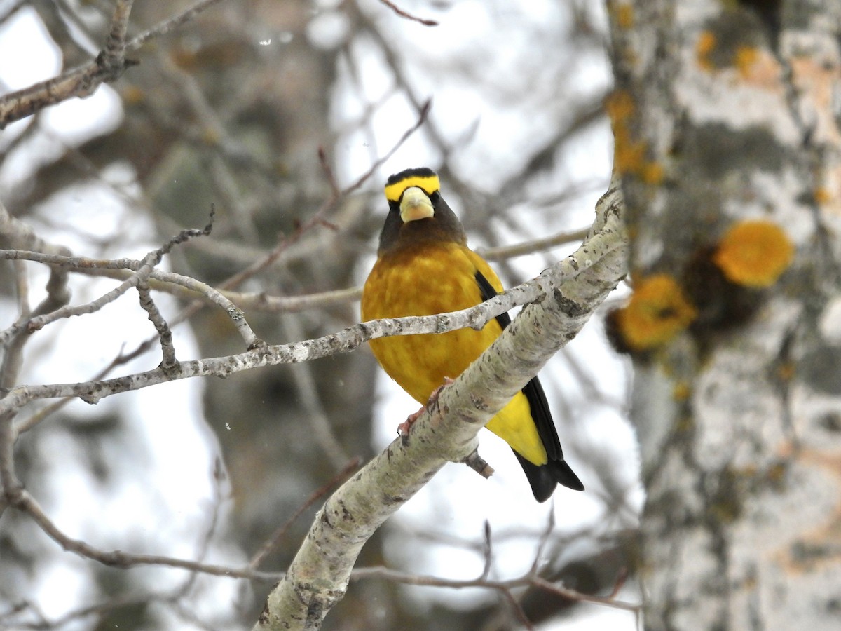 Evening Grosbeak - ML646531509