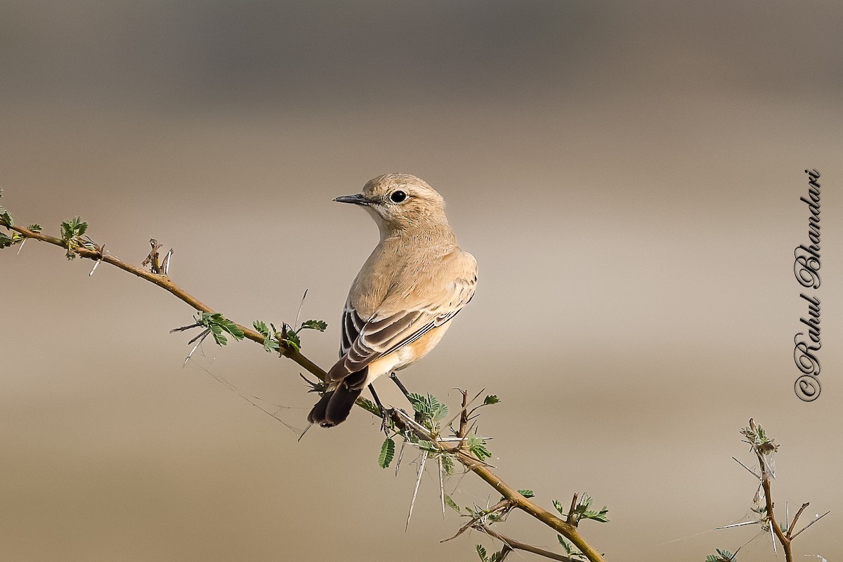 Кам'янка попеляста - ML646531510