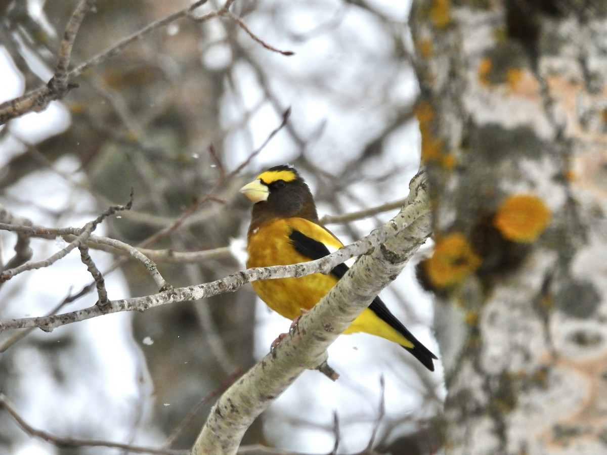 Кіпаль жовтобровий - ML646531511