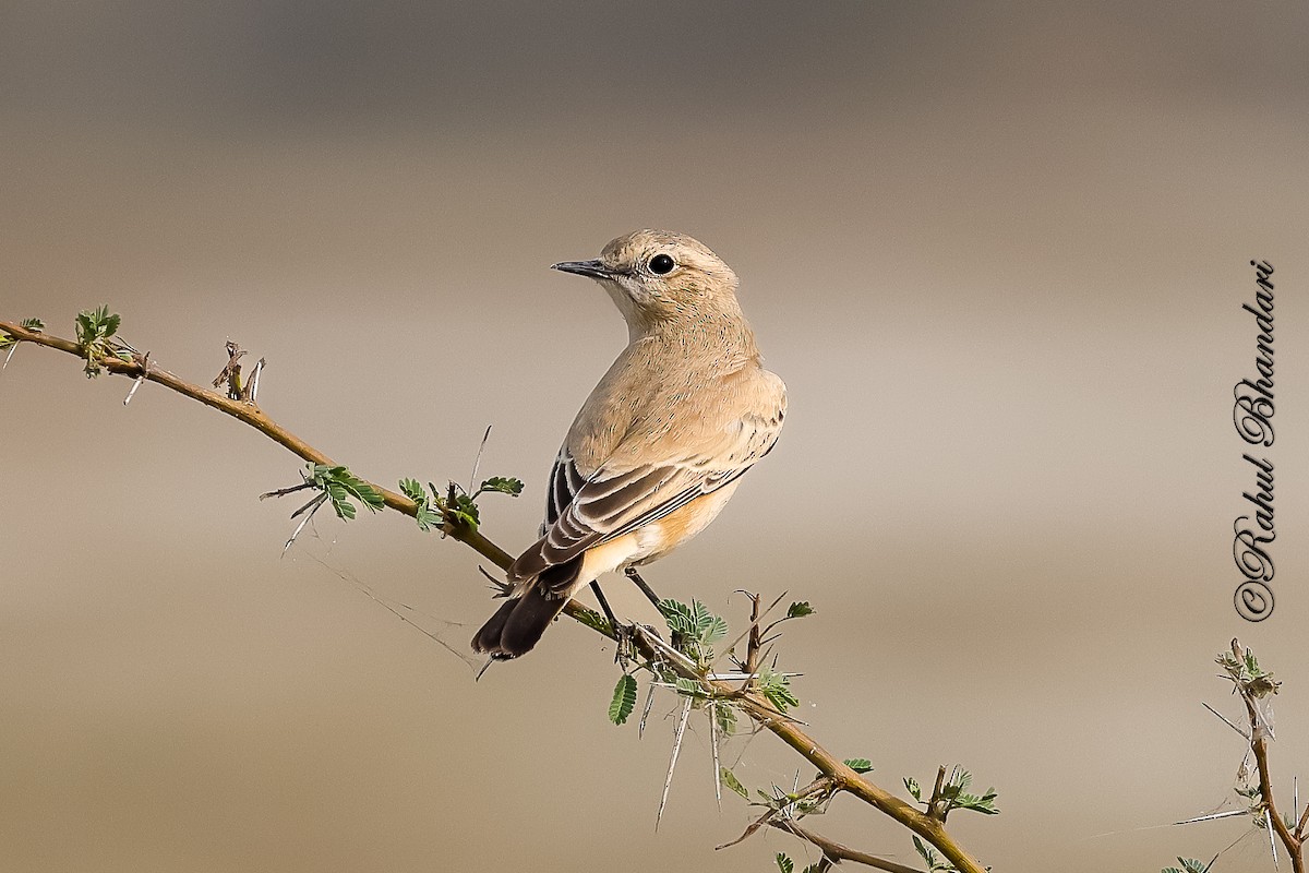 Кам'янка попеляста - ML646531512