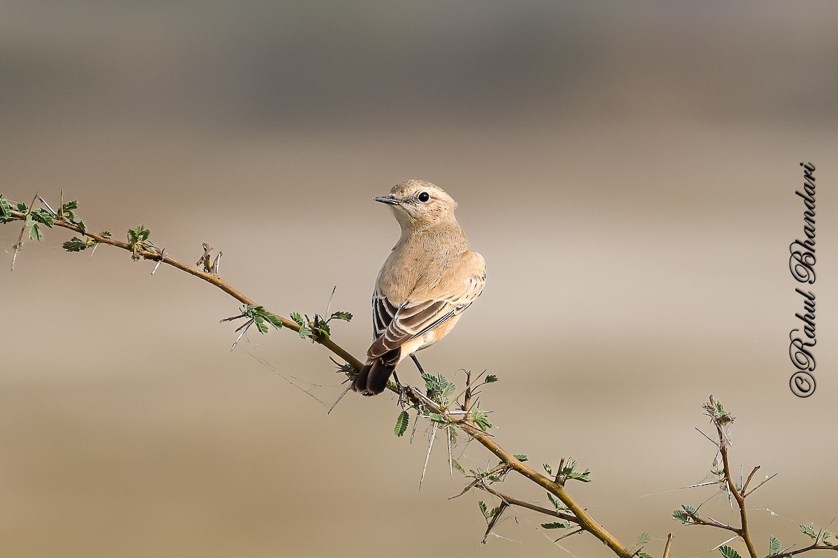 Кам'янка попеляста - ML646531513