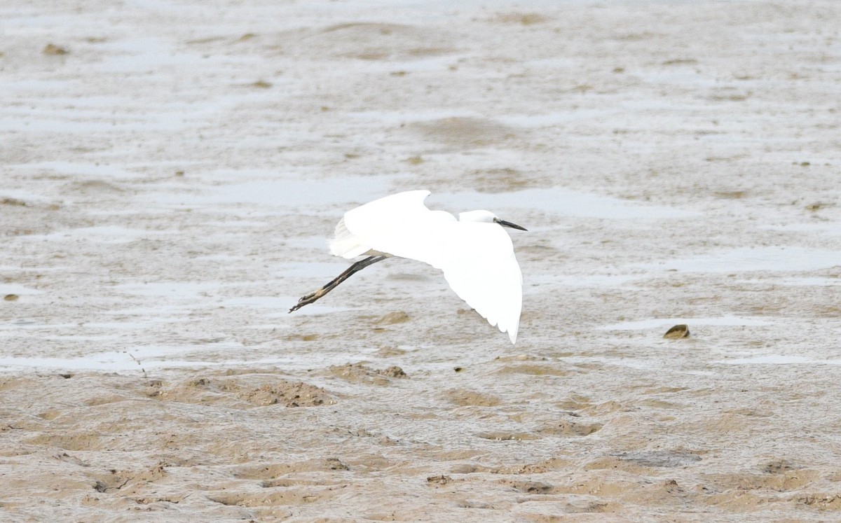 Чепура мала - ML646531514