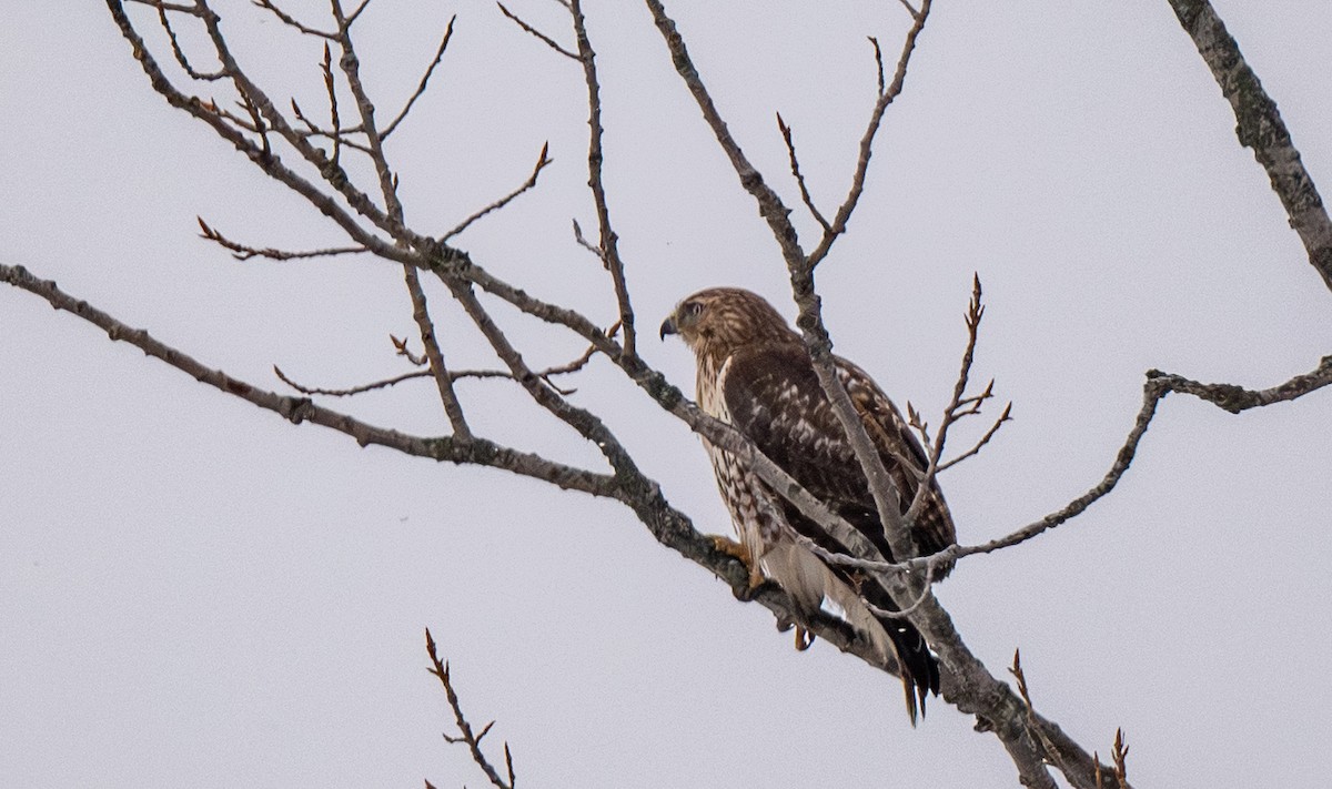 Канюк неоарктичний - ML646531515