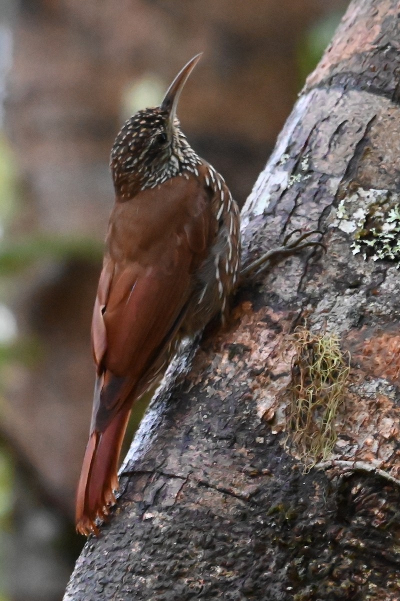 Дереволаз гірський - ML646531517