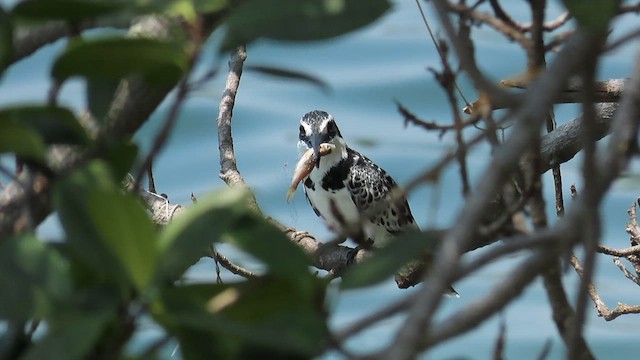 Pied Kingfisher - ML646531518